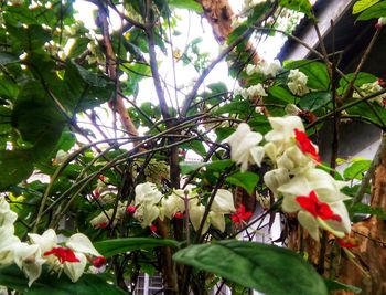 Low angle view of blooming tree