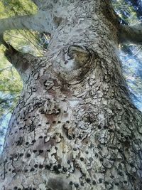 Low angle view of tree trunk