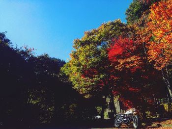 Low angle view of trees against sky during autumn