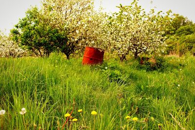 Trees growing on grassy field