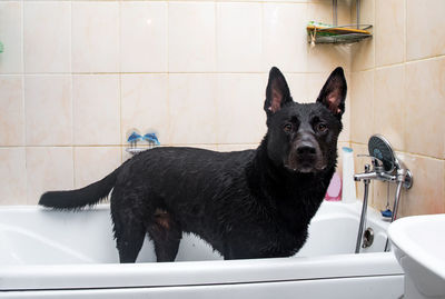 Black dog in the bathroom