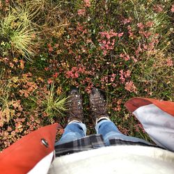 Low section of person standing on pink flower field