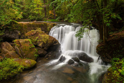 Scenic view of waterfall in forest