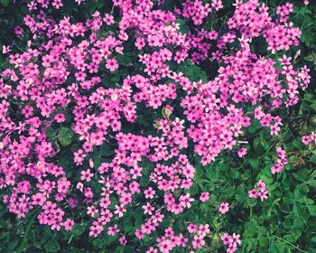 Pink flowers