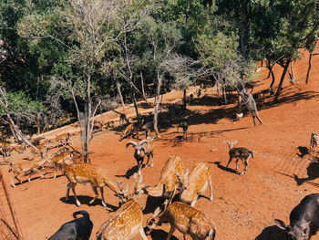 High angle view of deer on field