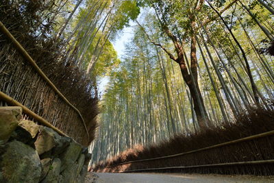 Low angle view of waterfall amidst trees in forest