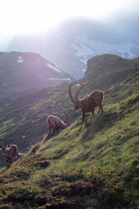 Low angle view of goats standing on mountain