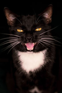 Close-up portrait of a cat