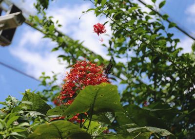 Low angle view of red flowers against sky