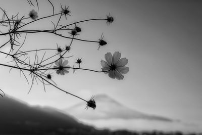 Low angle view of plant against sky