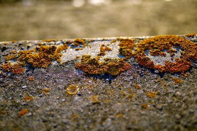 Close-up of lichen on moss