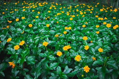 Close-up of yellow flowers growing on field