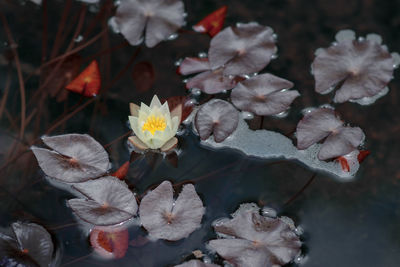 Close-up of white flowers blooming outdoors