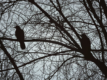 Low angle view of bare tree against sky