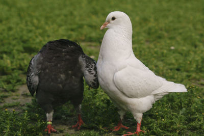 Pigeons on a field