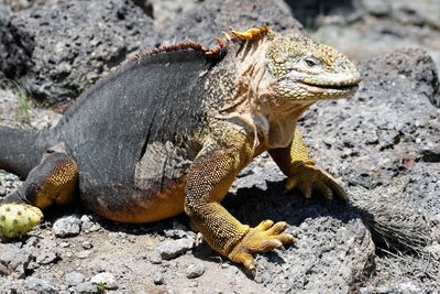 Close-up of lizard on rock