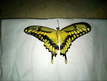 Close-up of yellow flowers