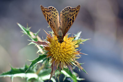 Close-up of butterfly pollinating on flower