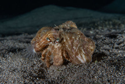 Close-up of turtle in sea