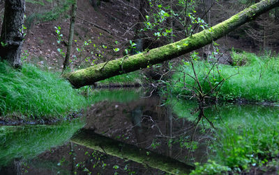 Scenic view of lake in forest