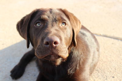 Close-up portrait of dog