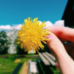 Close-up of cropped hand holding flower