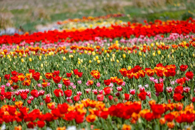 Close-up of purple crocus flowers on field