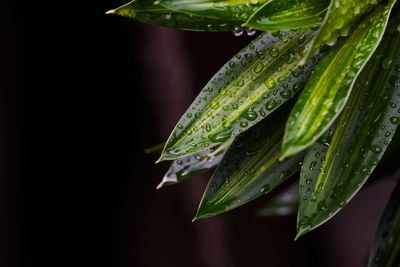 Close-up of wet plant during rainy season