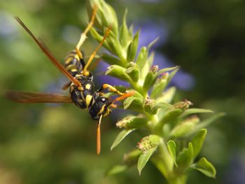 Close-up of insect on plant