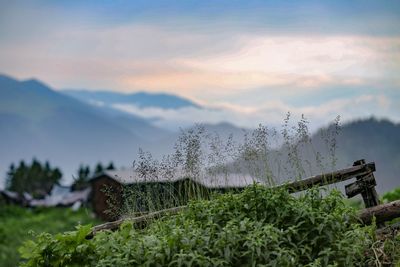 Plants growing on field against sky