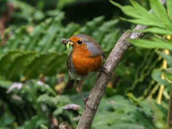 Close-up of bird perching on branch