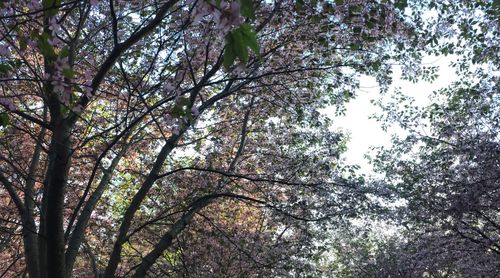 Low angle view of trees against sky