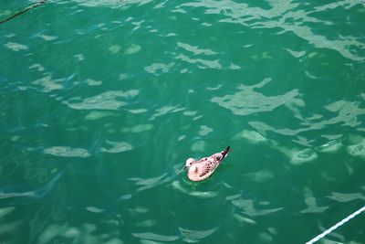 High angle view of seagull swimming in lake