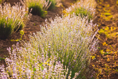 Close-up of flowering plant on field