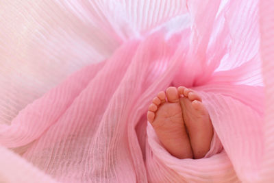 Close-up of pink flower