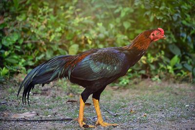 Side view of a chicken on land