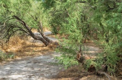 Dirt road amidst trees in forest
