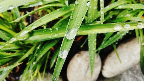 Close-up of water drops on grass