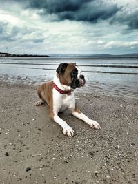 Dog on beach against sky