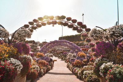 Flowering plants in garden against sky