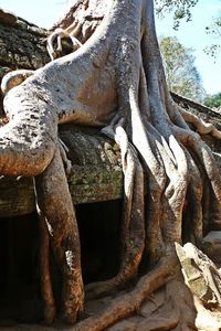 Close-up of elephant