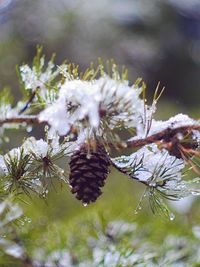 Close-up of snow on plant