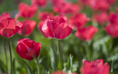 Close-up of pink tulips