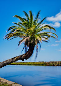 Palm tree against blue sky