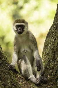 Vervet monkey looking at the camera, masai mara kenya