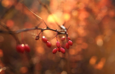 Close-up of red berries growing on tree