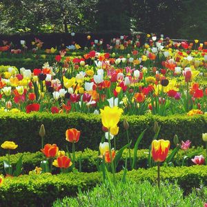 Multi colored flowers blooming in field