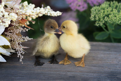 Close-up of ducklings amidst flowers in yard