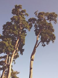 Low angle view of tree against clear sky