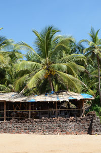 Palm trees on beach against clear blue sky